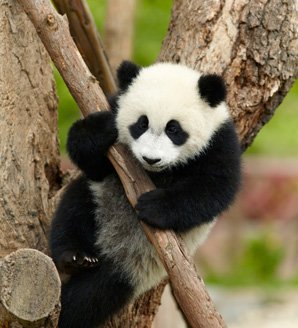 Top 8 Surprising Things You Didn T Know About Baby Pandas