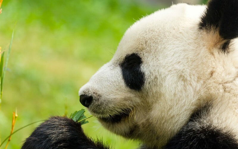 What Giant Pandas Eat Only Bamboo