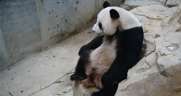 A panda is snapping in Guangzhou Chimelong Safari Park. 