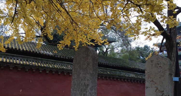 Autumn Leaves in Shaolin Temple
