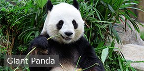giant panda