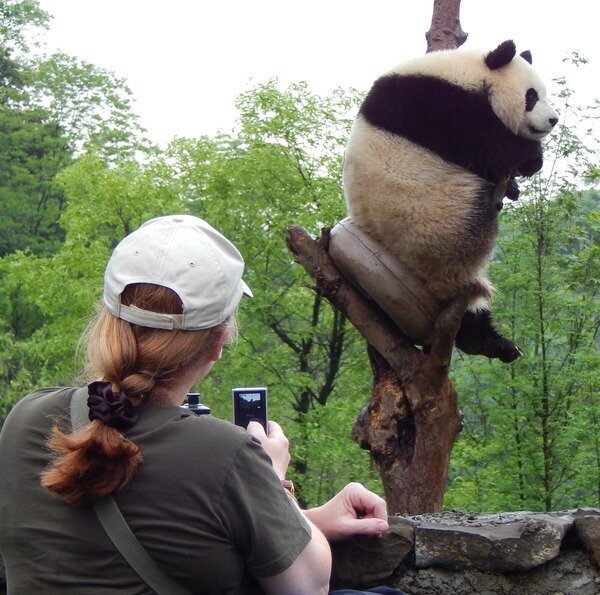 Panda