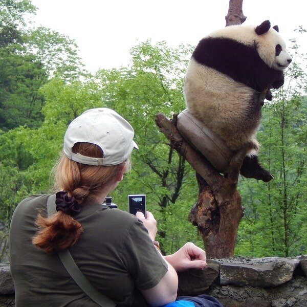 Acercamiento cercano a los pandas