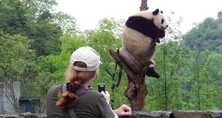 Panda in Chengdu Panda Base