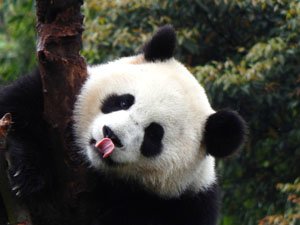 Characteristics and Appearance of China Giant Pandas