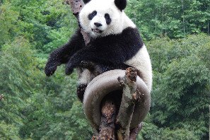 panda