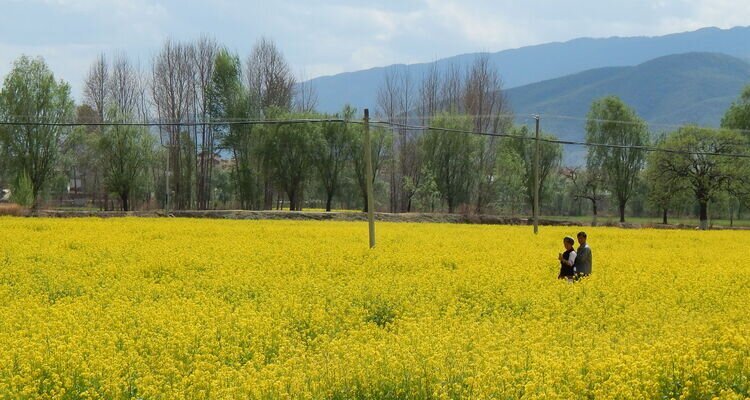 Rape Flower Fields in spring