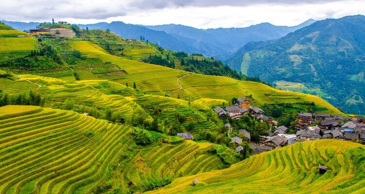 Longji rice terraces