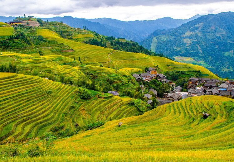 Longji-Reisterrassen Herbst