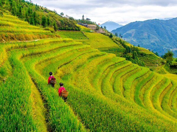 Longji Reisterrassen