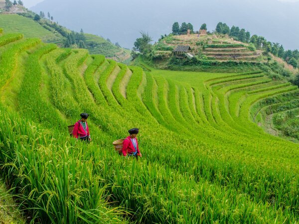 Rizières en terrasses de Longji