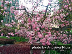 Peach Blossom in Shanghai