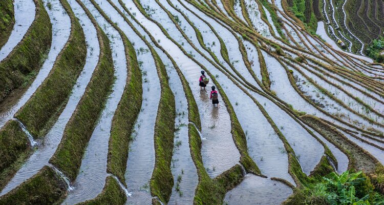 Water-filled Rice Terraces are Ready for Spring Plow