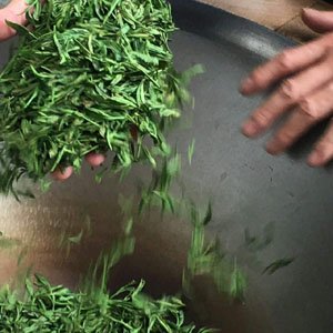 Drying Green Tea