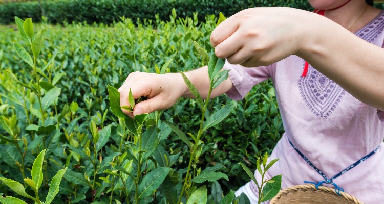 Meijiawu Tea Village