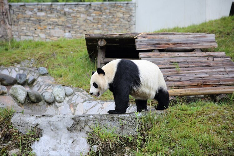 Base del panda di Wolong