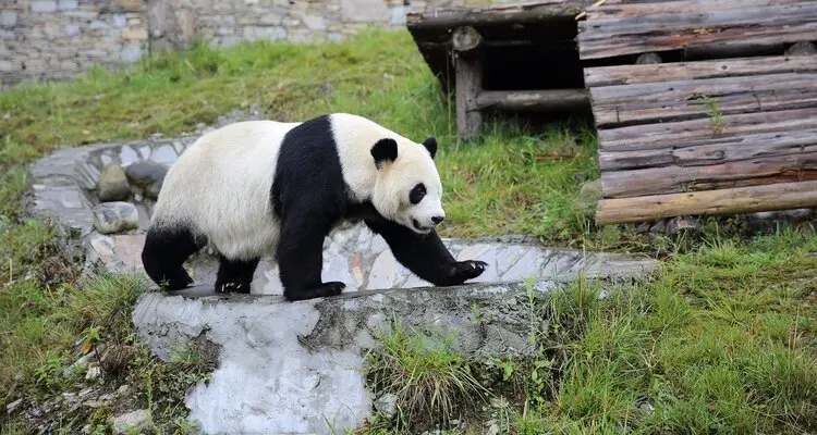 Wolong Panda Center