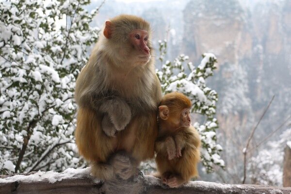Los monos de Zhangjiajie en invierno