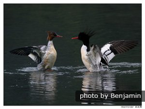 Nos circuits ornithologiques vous combleront de bonheur