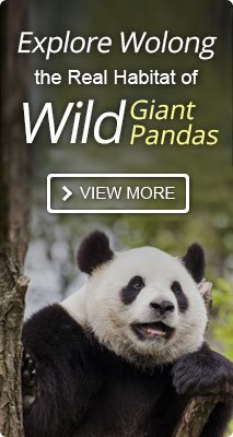 Life Cycle of the Giant Pandas- from Birth to Death