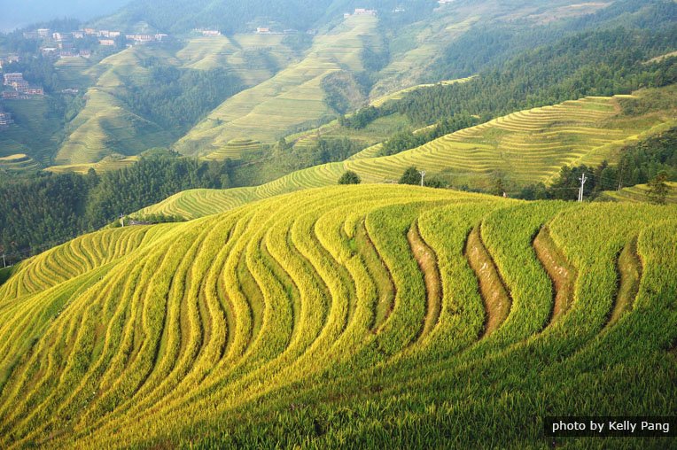 Рисовые террасы Лунцзи