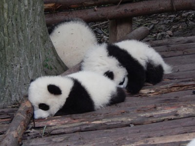 panda piccoo