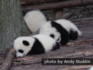 Copii de panda gigant