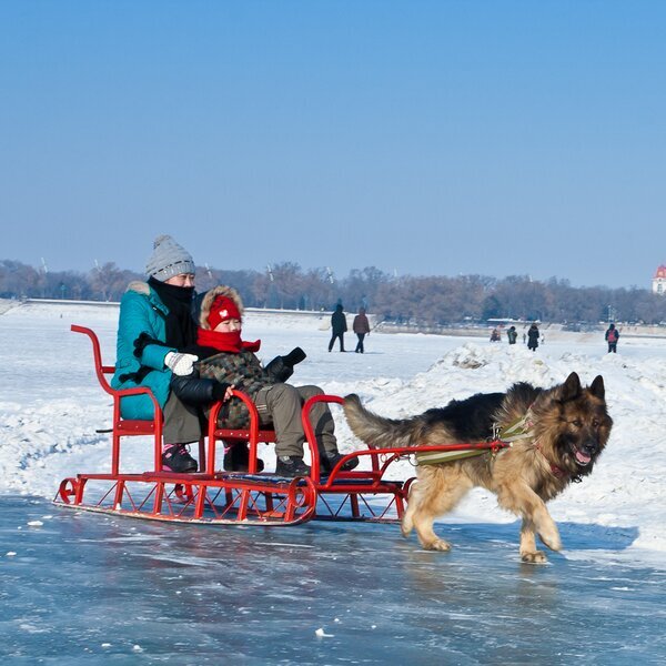 Esperienza in slitta trainata da cani sulla neve ad Harbin