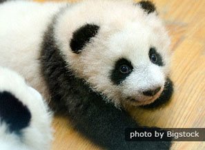 Top 8 Surprising Things You Didn T Know About Baby Pandas