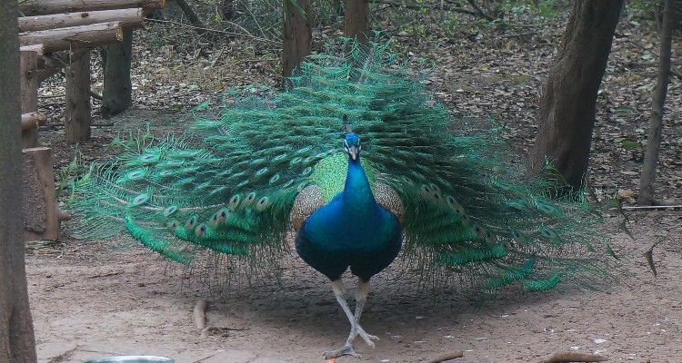 Peacock Garden