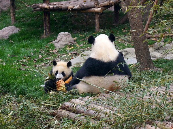 成都パンダ繁殖研究基地