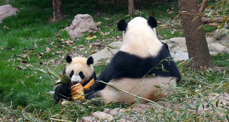 A baby panda with its mother