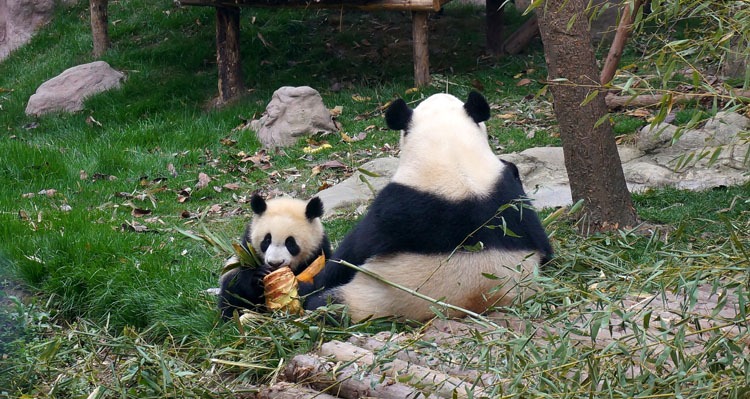 A baby panda with its mother