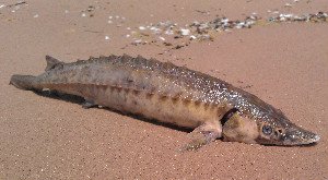 The Chinese Sturgeon