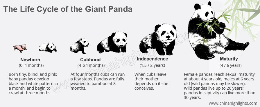 Le cycle de vie des pandas