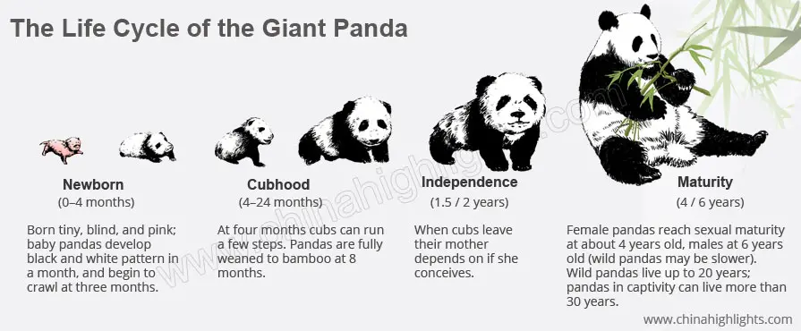 Panda Growth Chart