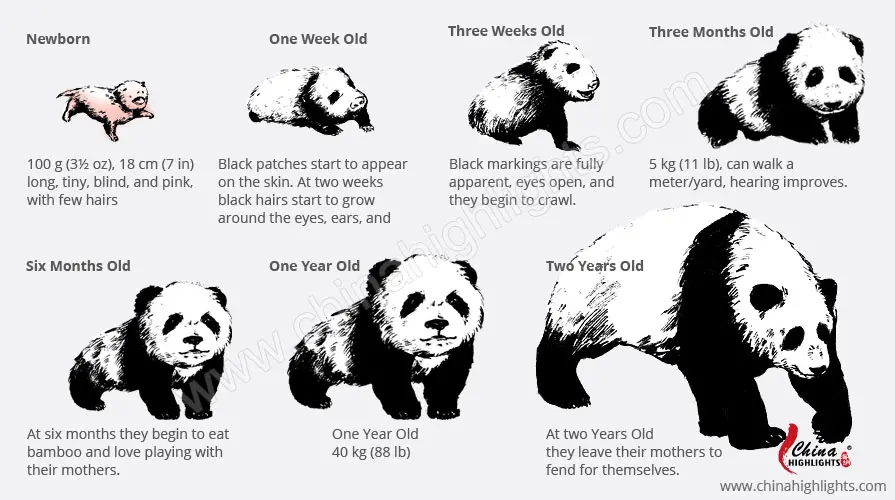 Panda Growth Chart
