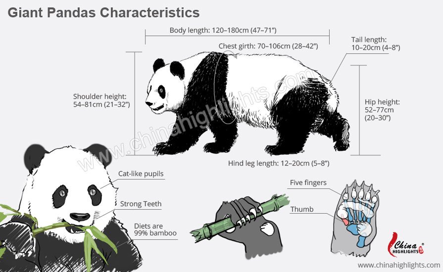 Characteristics and Appearance of China Giant Pandas