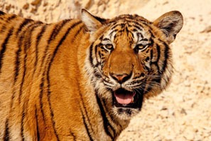 What's it mean for dreaming about a tiger