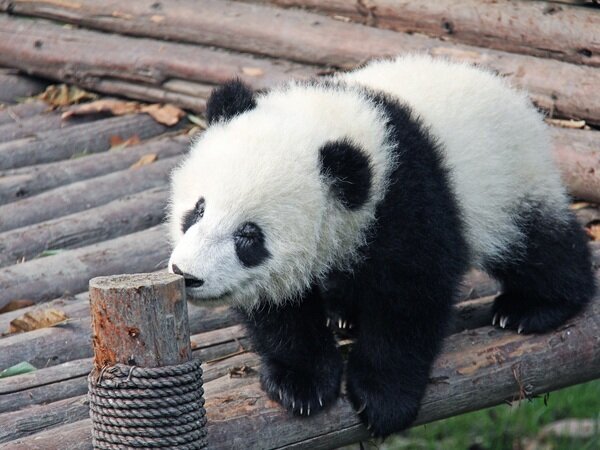 Base del Panda Gigante
