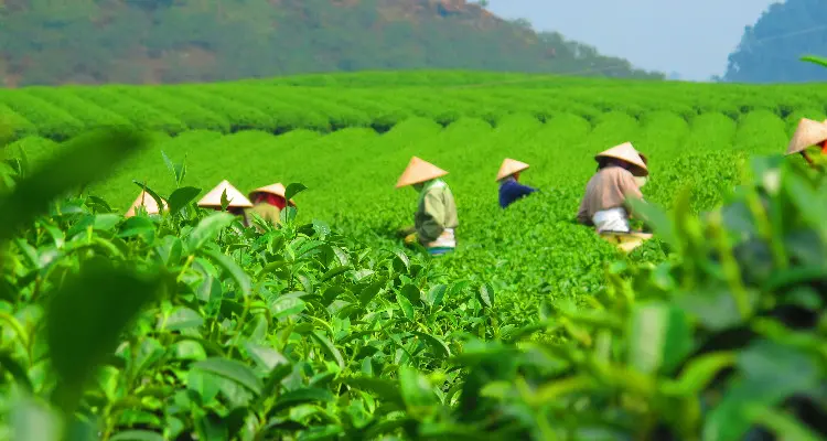 Meijiawu Tea Plantation