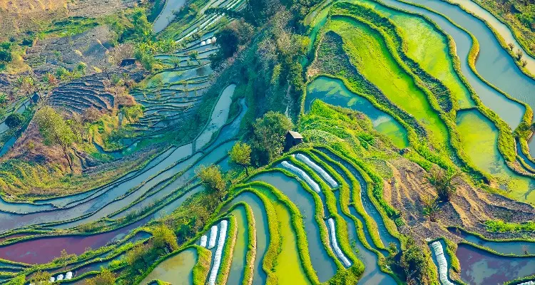 Yuanyang Rice Terraces