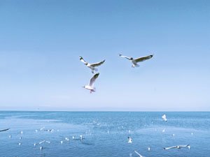 Qinghai Lake Birds