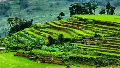 Risaie a terrazze