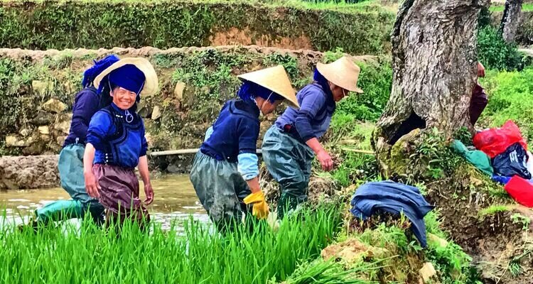Les Minorités ethniques de Yuanyang au travail