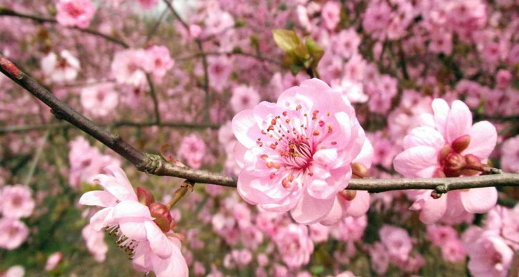 peach blossoms, a lucky fruit for Chinese New Year