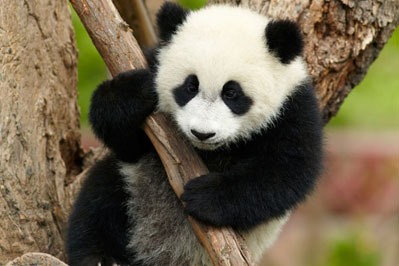 Panda climbing