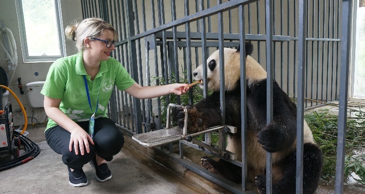 6 Top Places to See Giant Pandas in China: 3 Panda Bases, 3 Zoos