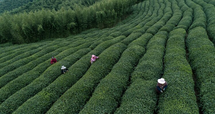 Meijiawu Pick Tea Leaf