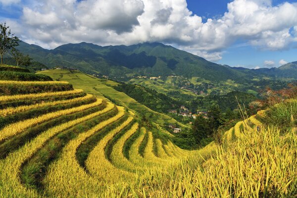 En otoño, las terrazas de arroz de Longsheng se tiñen de dorado.